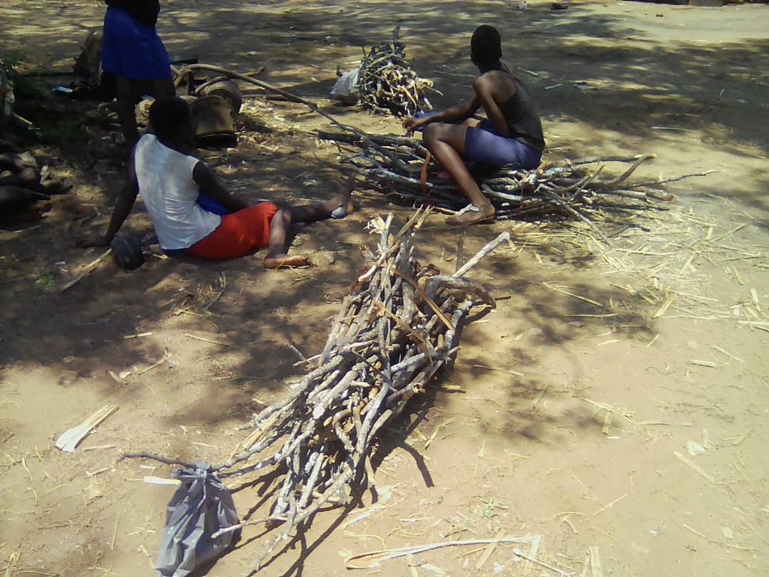 Women and girls gathering firewood in Chiredzi, Zimbabwe